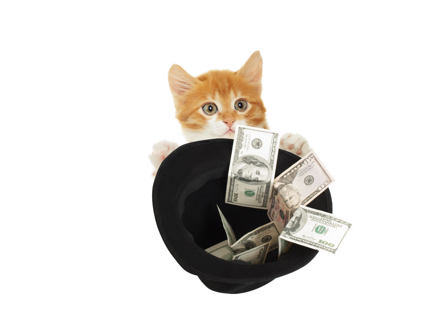 Котик с деньгами