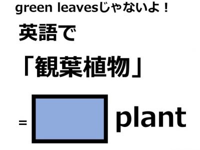 英語で 観葉植物 はなんて言う Otona Salone オトナサローネ 自分らしく 自由に 自立して生きる女性へ