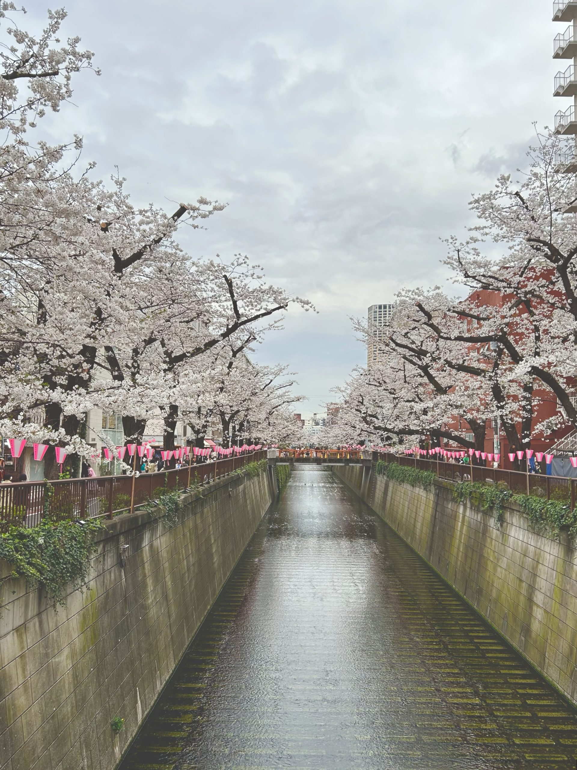 【目黒川の桜】「桜限定」お花見メニュー!地元民おすすめの中目黒カフェ・バー8選【2024最新】後編 | michill byGMO(ミチル)