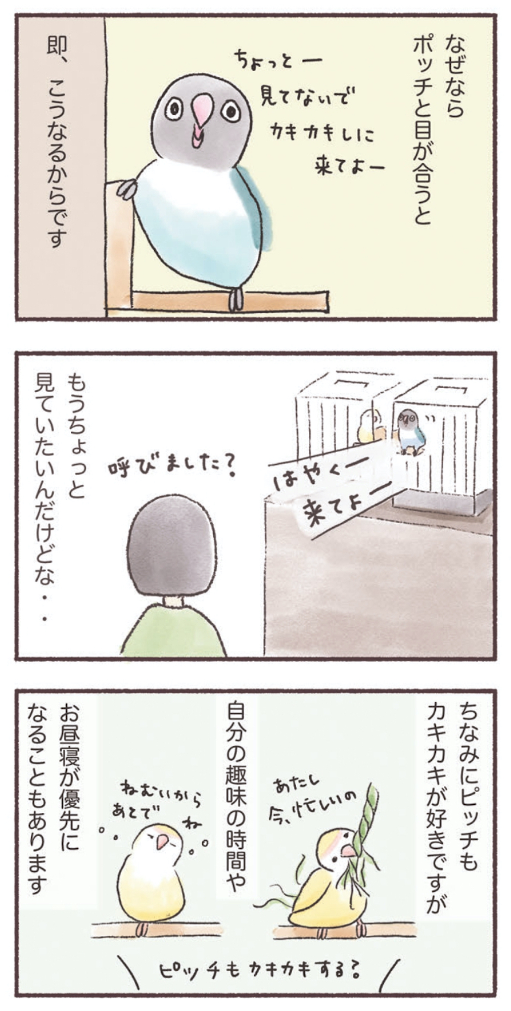 うちのインコたちは今日もおしゃべり