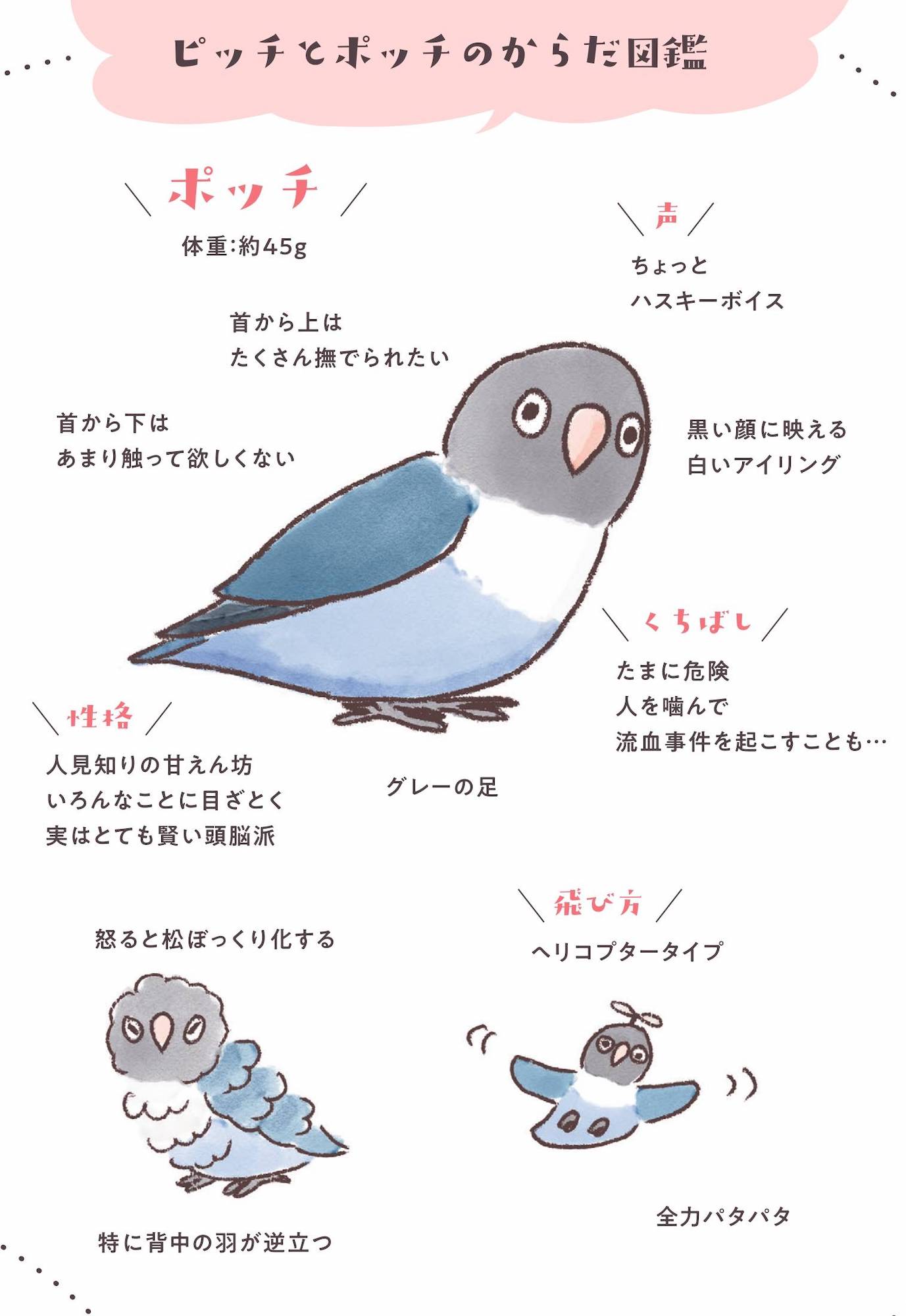 うちのインコたちは今日もおしゃべり
