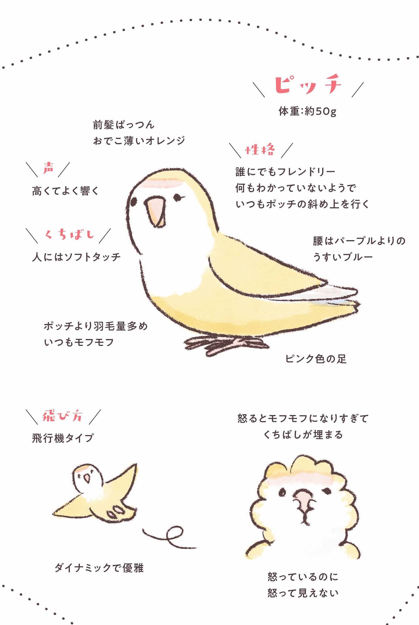 うちのインコたちは今日もおしゃべり
